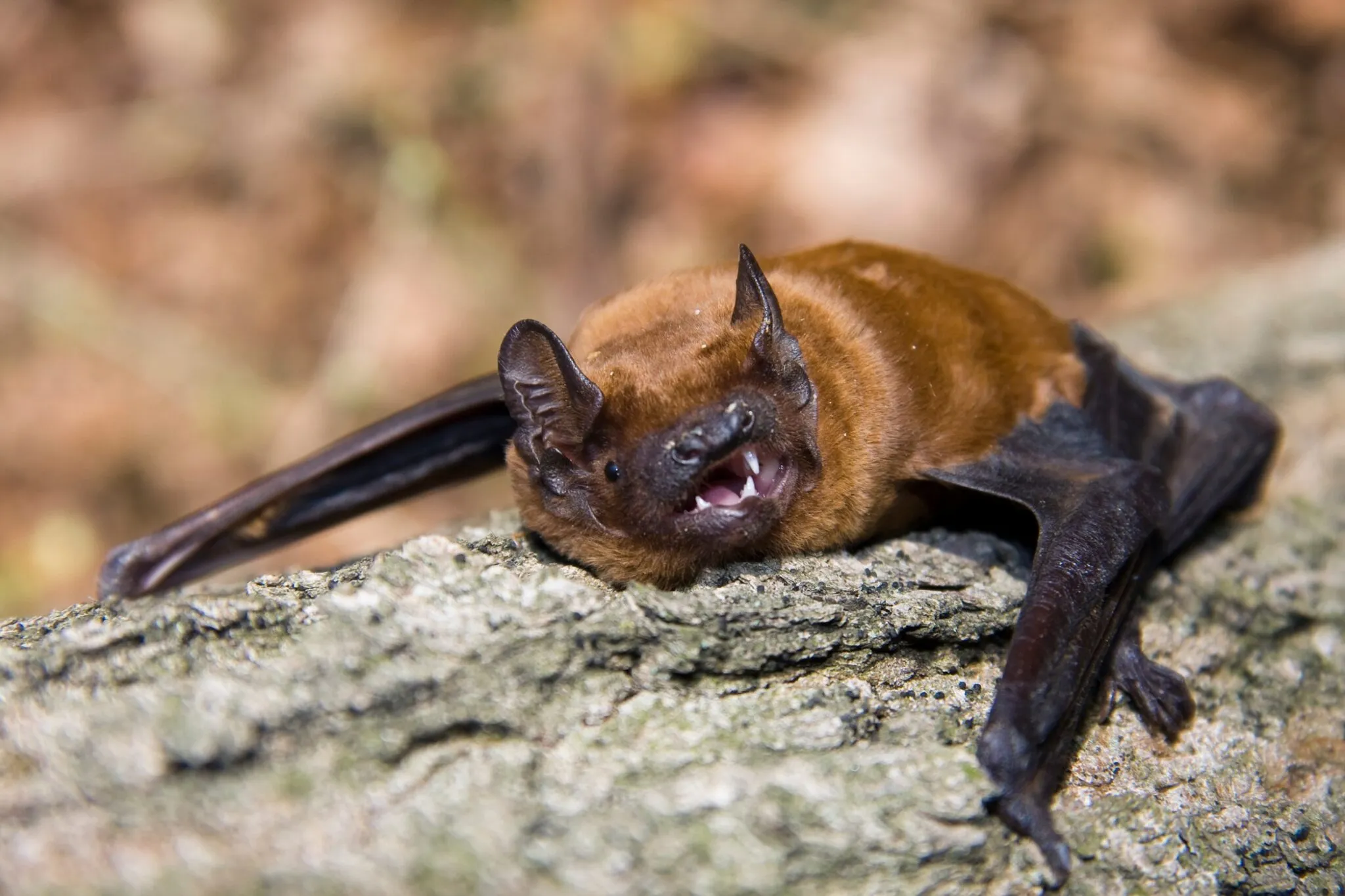 Bats roosting in Portland Attic