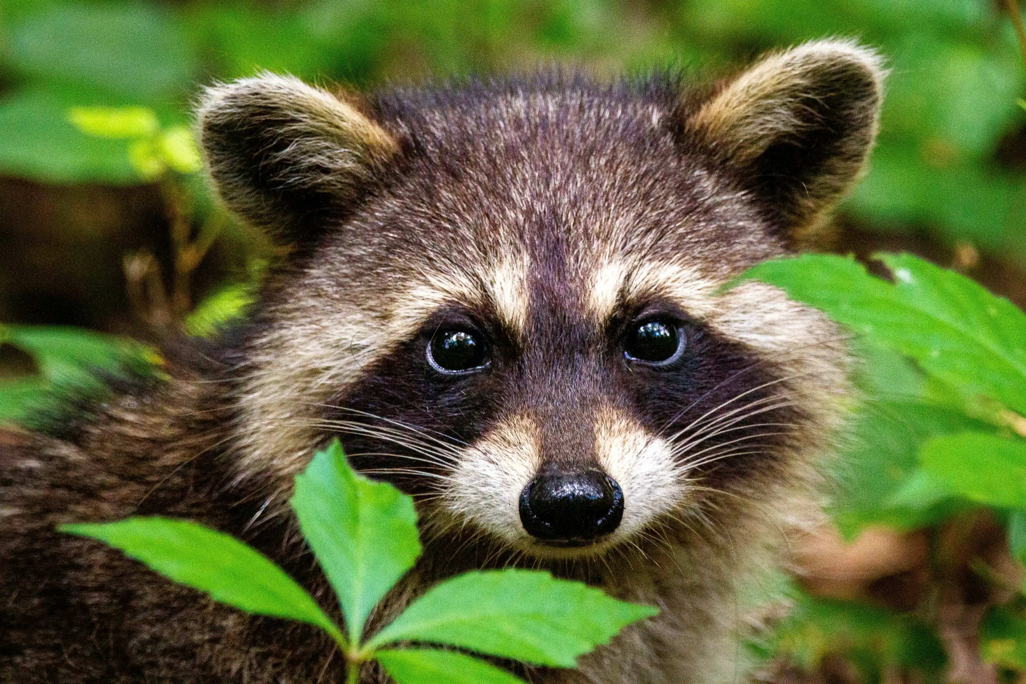 Raccoon Trapping