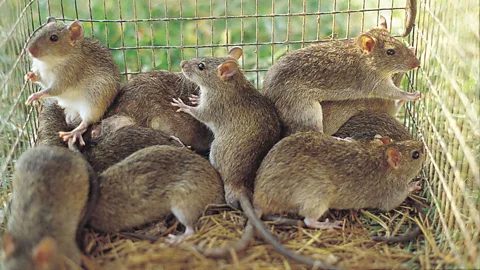 Rats in Ridgefield