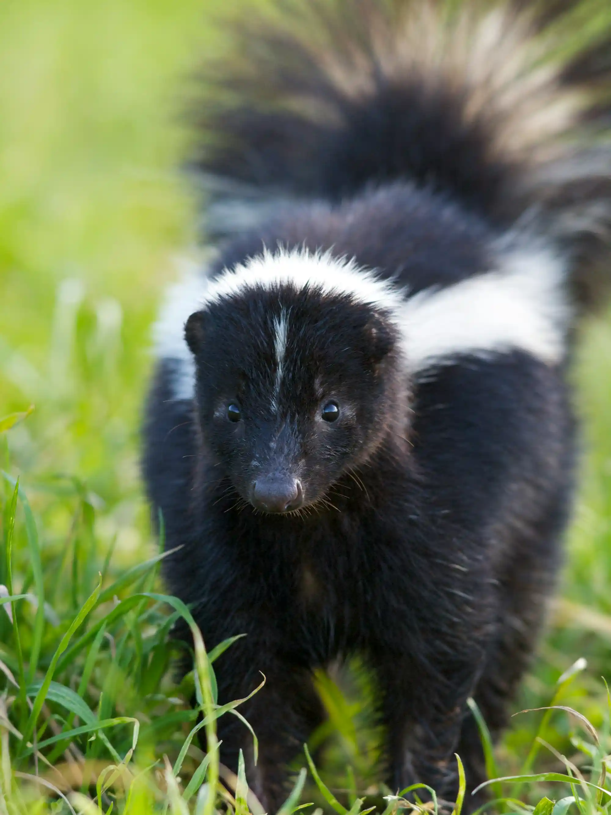 Battle Ground Skunk Removal